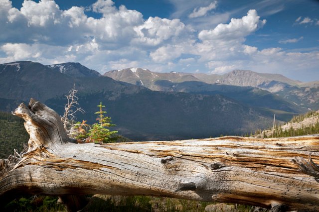 Image of a fallen tree in the Rocky Mounatins